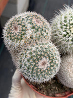 Large Mammillaria Cactus Set | Seed Grown Rare Live Cactus #936