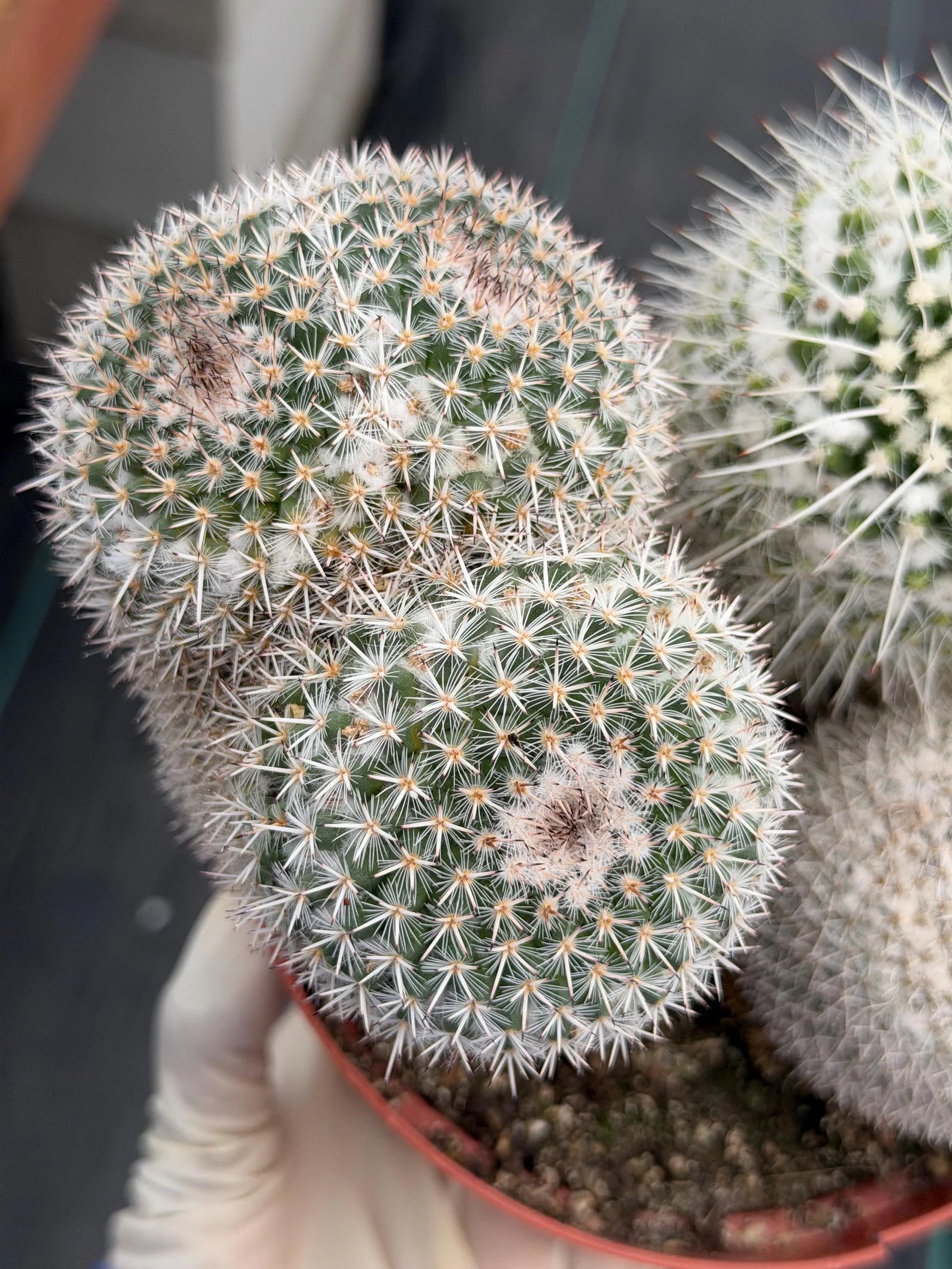 Large Mammillaria Cactus Set | Seed Grown Rare Live Cactus #936