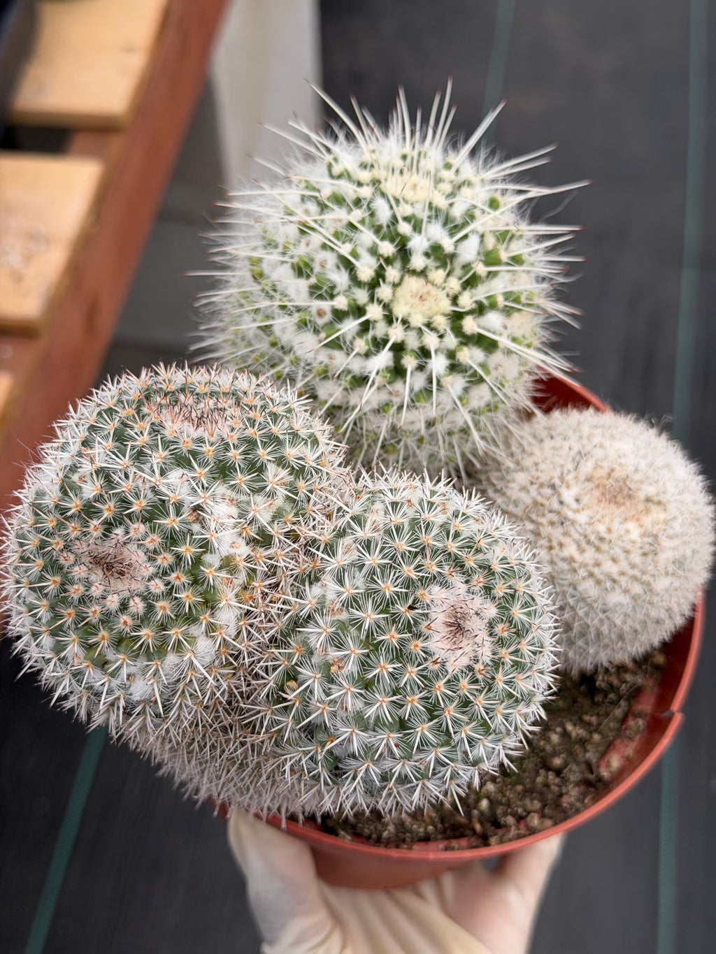 Large Mammillaria Cactus Set | Seed Grown Rare Live Cactus #936