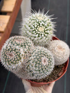 Large Mammillaria Cactus Set | Seed Grown Rare Live Cactus #936