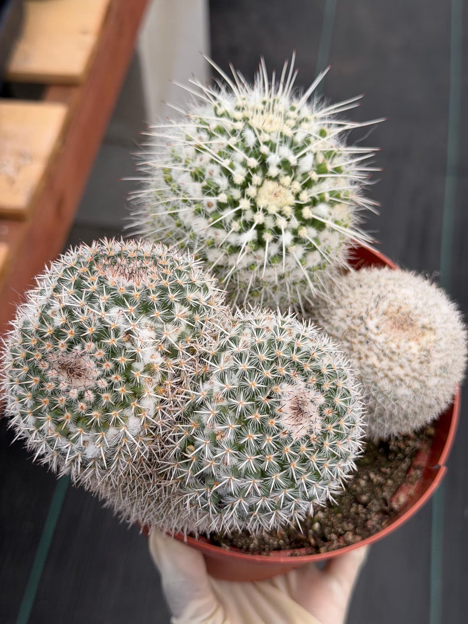 Large Mammillaria Cactus Set | Seed Grown Rare Live Cactus #936