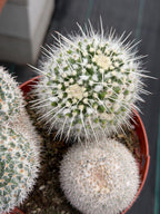 Large Mammillaria Cactus Set | Seed Grown Rare Live Cactus #936
