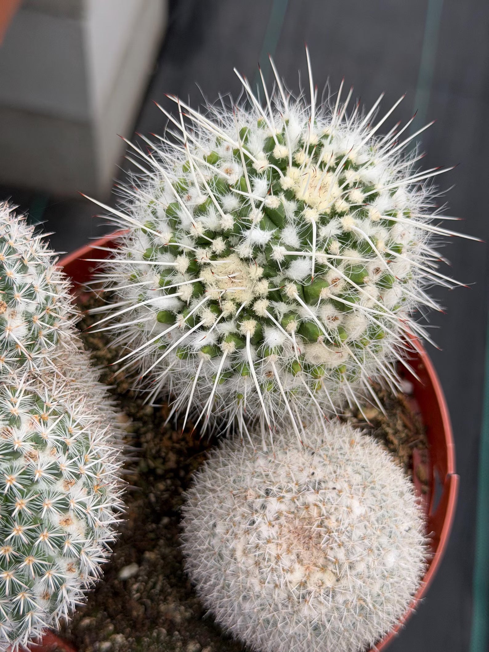Large Mammillaria Cactus Set | Seed Grown Rare Live Cactus #936