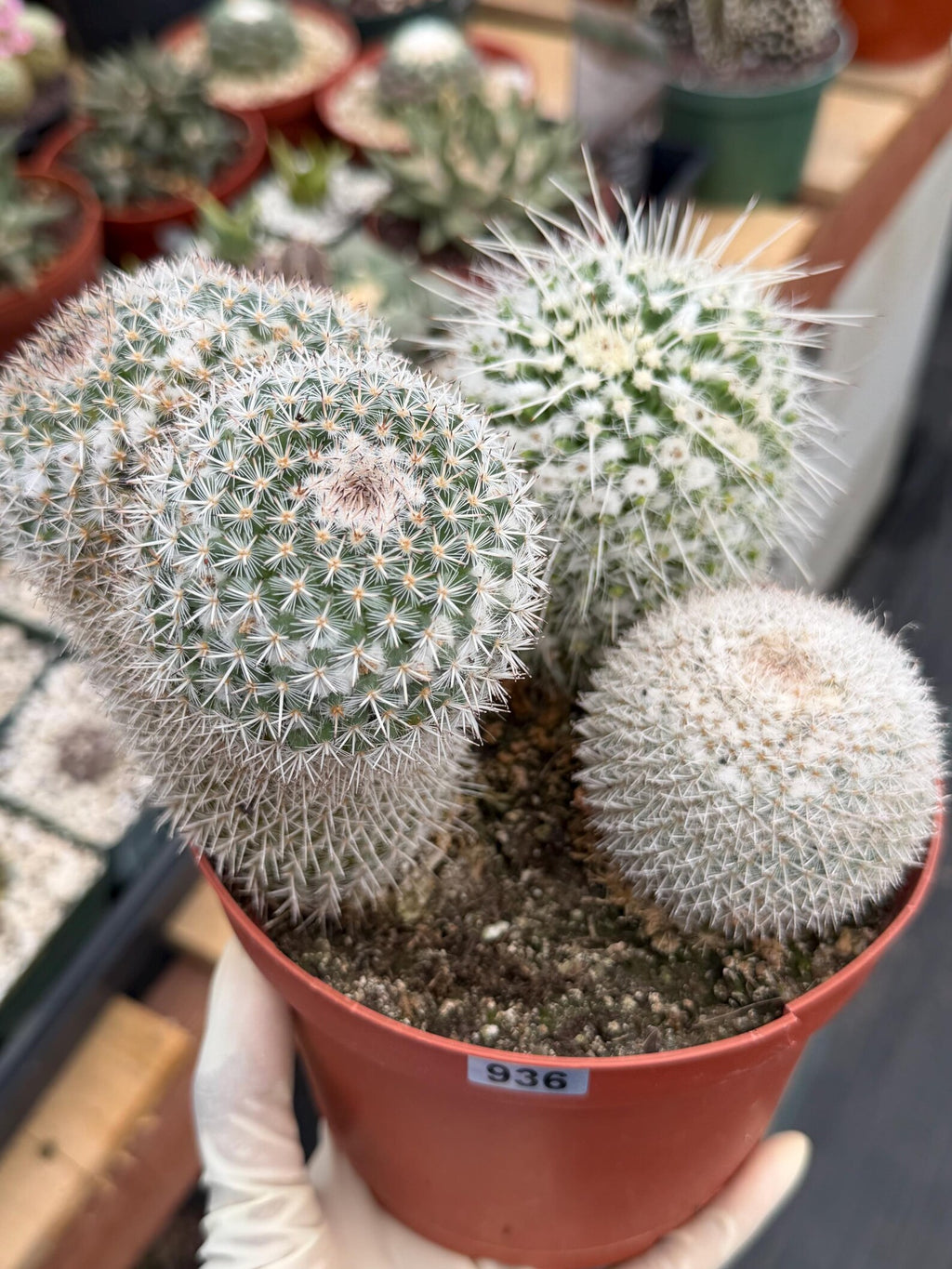 Large Mammillaria Cactus Set | Seed Grown Rare Live Cactus #936