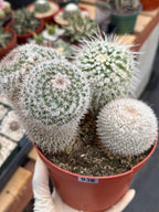 Large Mammillaria Cactus Set | Seed Grown Rare Live Cactus #936