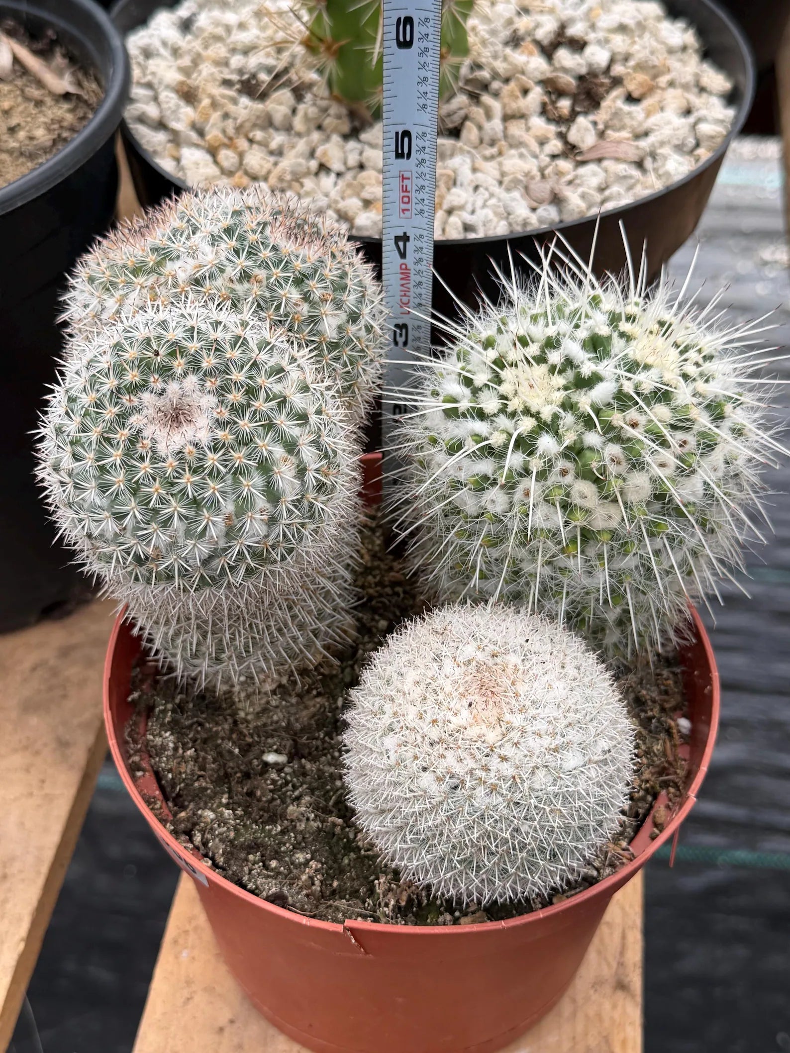Large Mammillaria Cactus Set | Seed Grown Rare Live Cactus #936