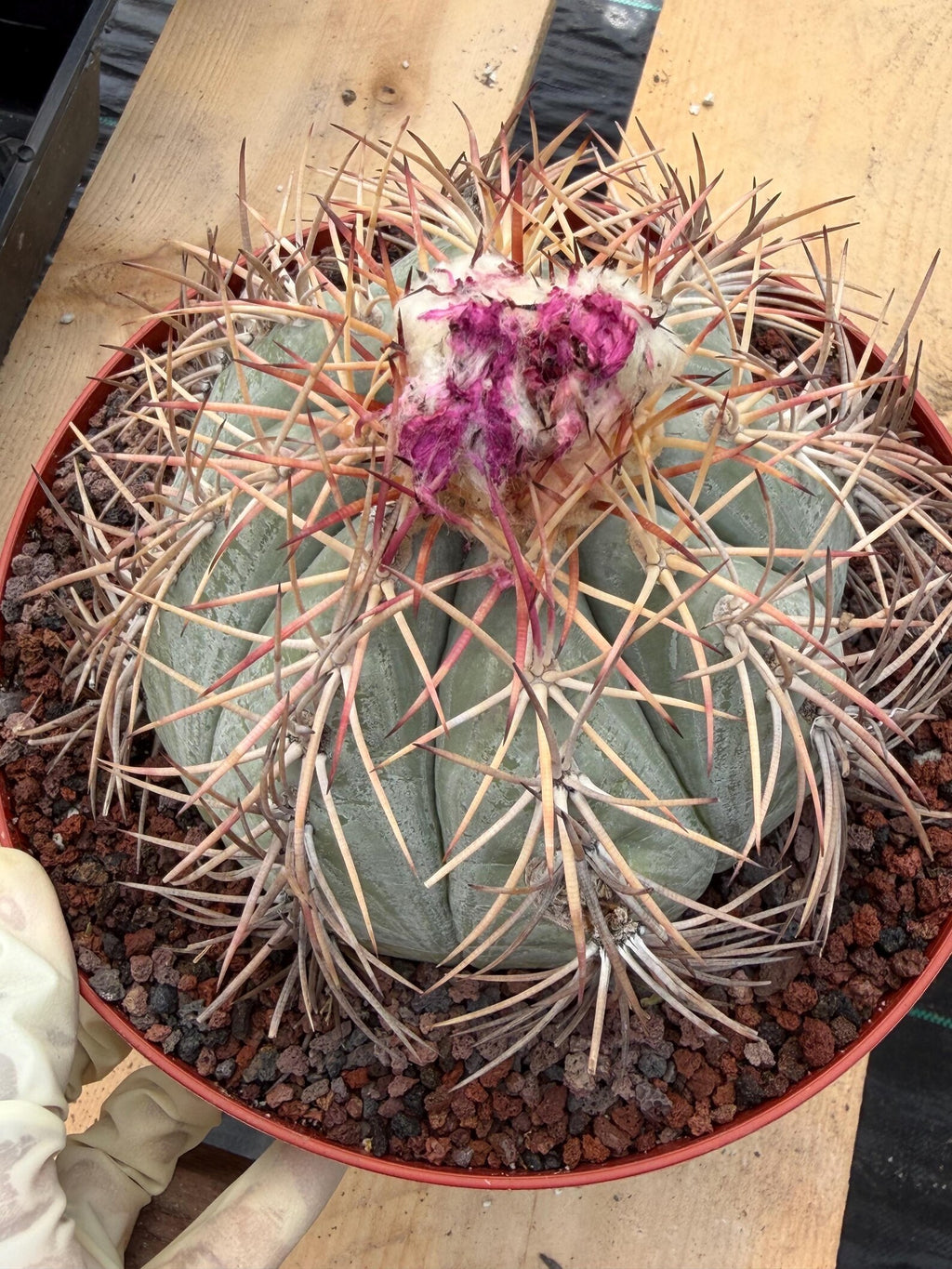 Echinocactus Horizonthalonius #931 | Rare Devil's Head Cactus | Live Plant