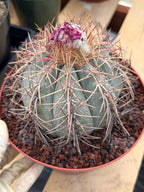 Echinocactus Horizonthalonius #931 | Rare Devil's Head Cactus | Live Plant