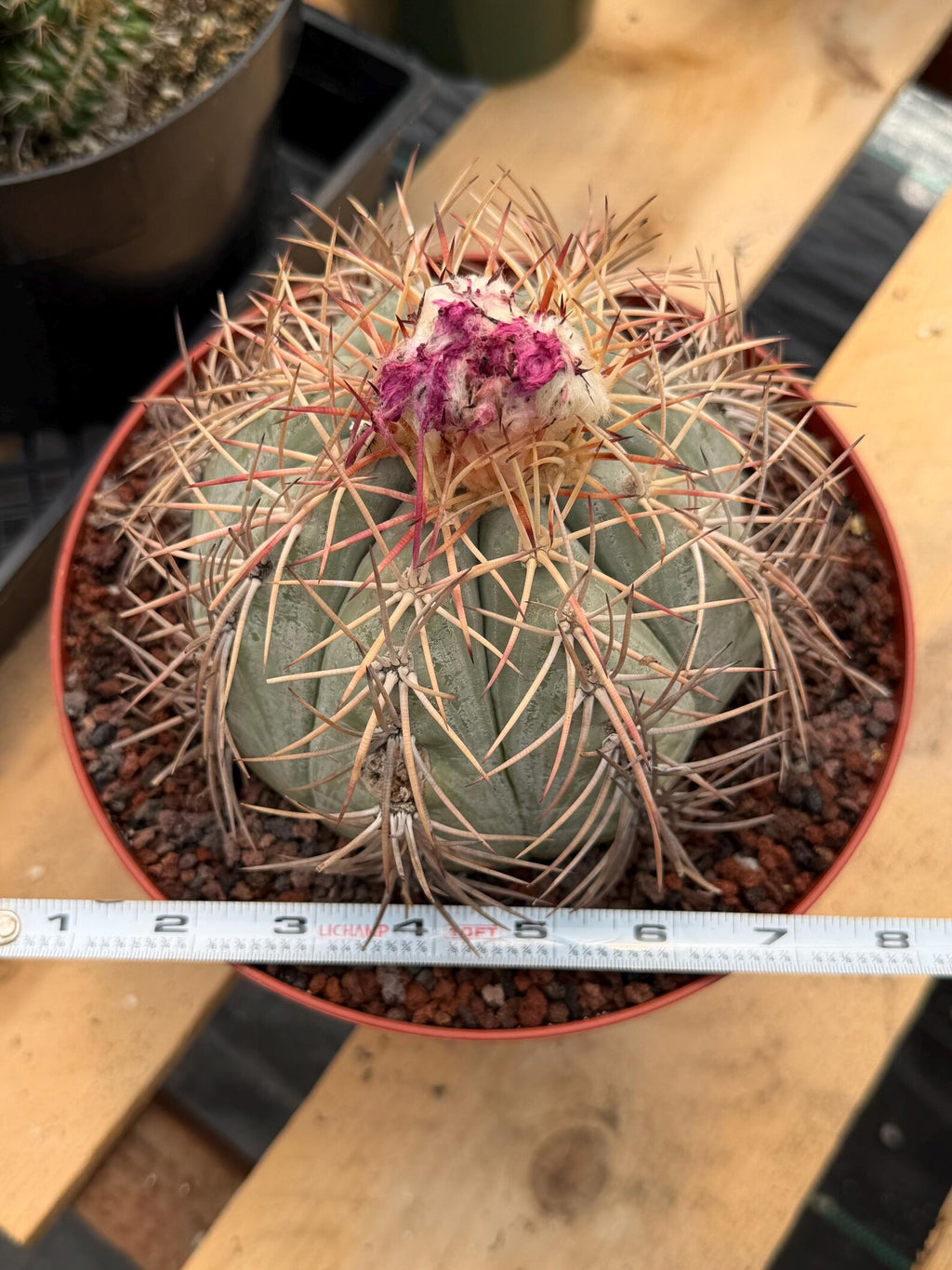 Echinocactus Horizonthalonius #931 | Rare Devil's Head Cactus | Live Plant