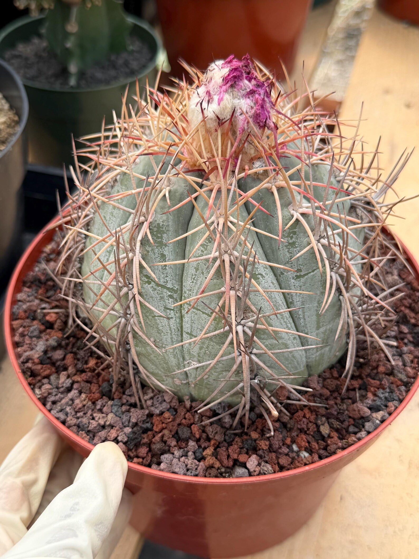 Echinocactus Horizonthalonius #931 | Rare Devil's Head Cactus | Live Plant