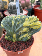 Variegated Crested Blue Myrtle Cactus #799