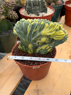 Variegated Crested Blue Myrtle Cactus #799