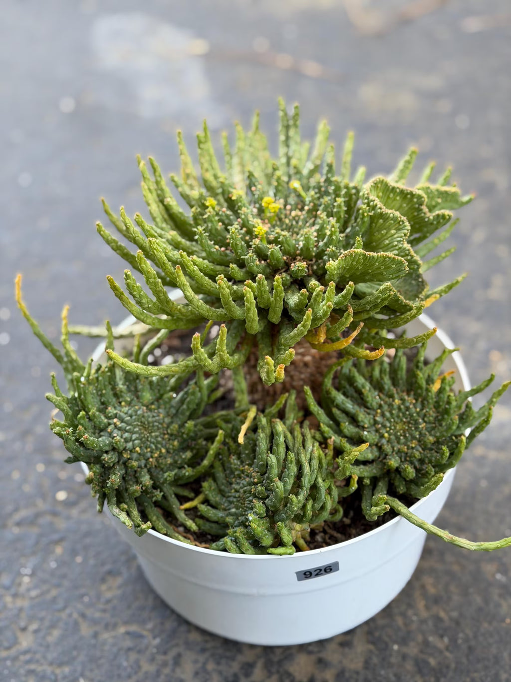 8" Euphorbia Medusa with Pups | Rare Caudex Succulent | Crested Live Plant #926