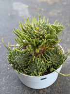 8" Euphorbia Medusa with Pups | Rare Caudex Succulent | Crested Live Plant #926