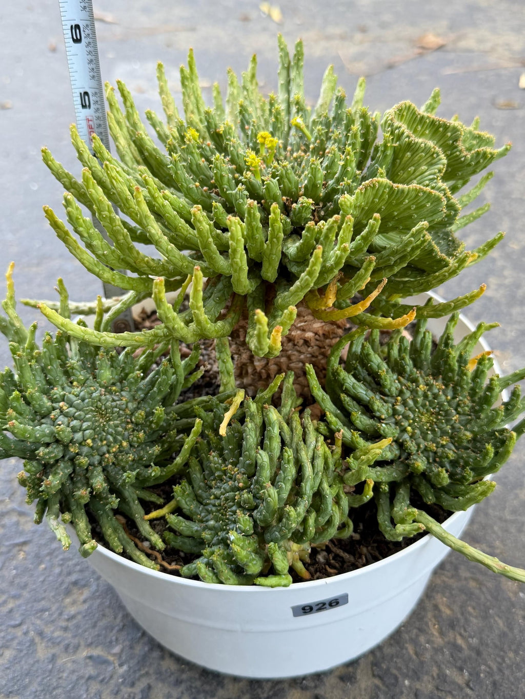 8" Euphorbia Medusa with Pups | Rare Caudex Succulent | Crested Live Plant #926