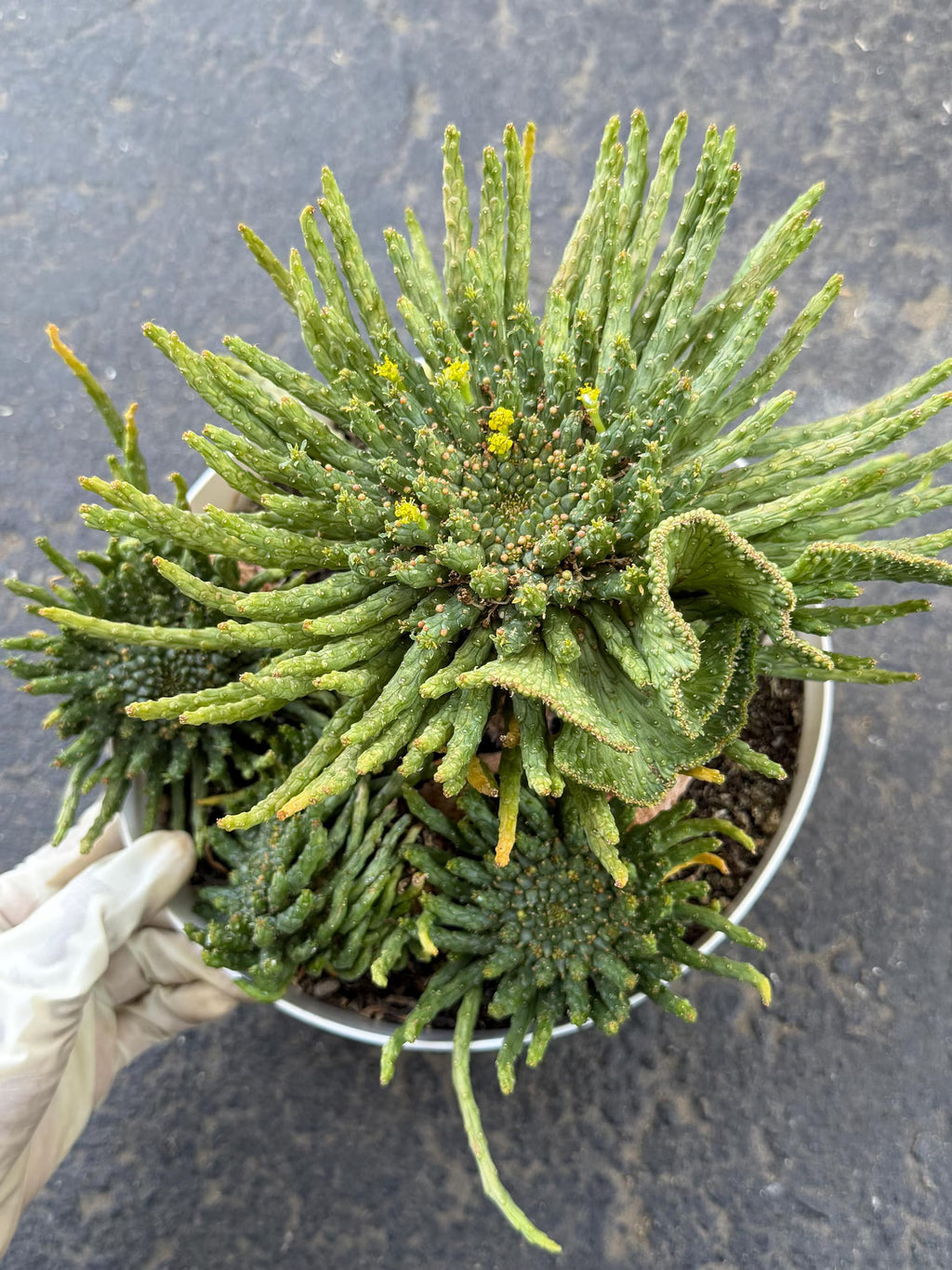 8" Euphorbia Medusa with Pups | Rare Caudex Succulent | Crested Live Plant #926