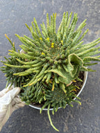 8" Euphorbia Medusa with Pups | Rare Caudex Succulent | Crested Live Plant #926