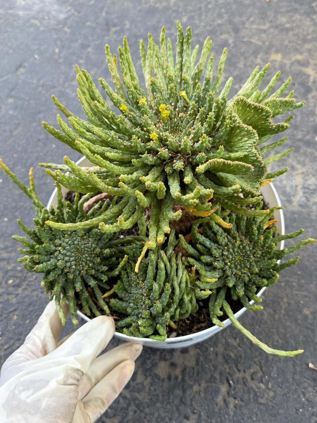 8" Euphorbia Medusa with Pups | Rare Caudex Succulent | Crested Live Plant #926