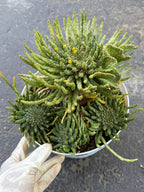 8" Euphorbia Medusa with Pups | Rare Caudex Succulent | Crested Live Plant #926