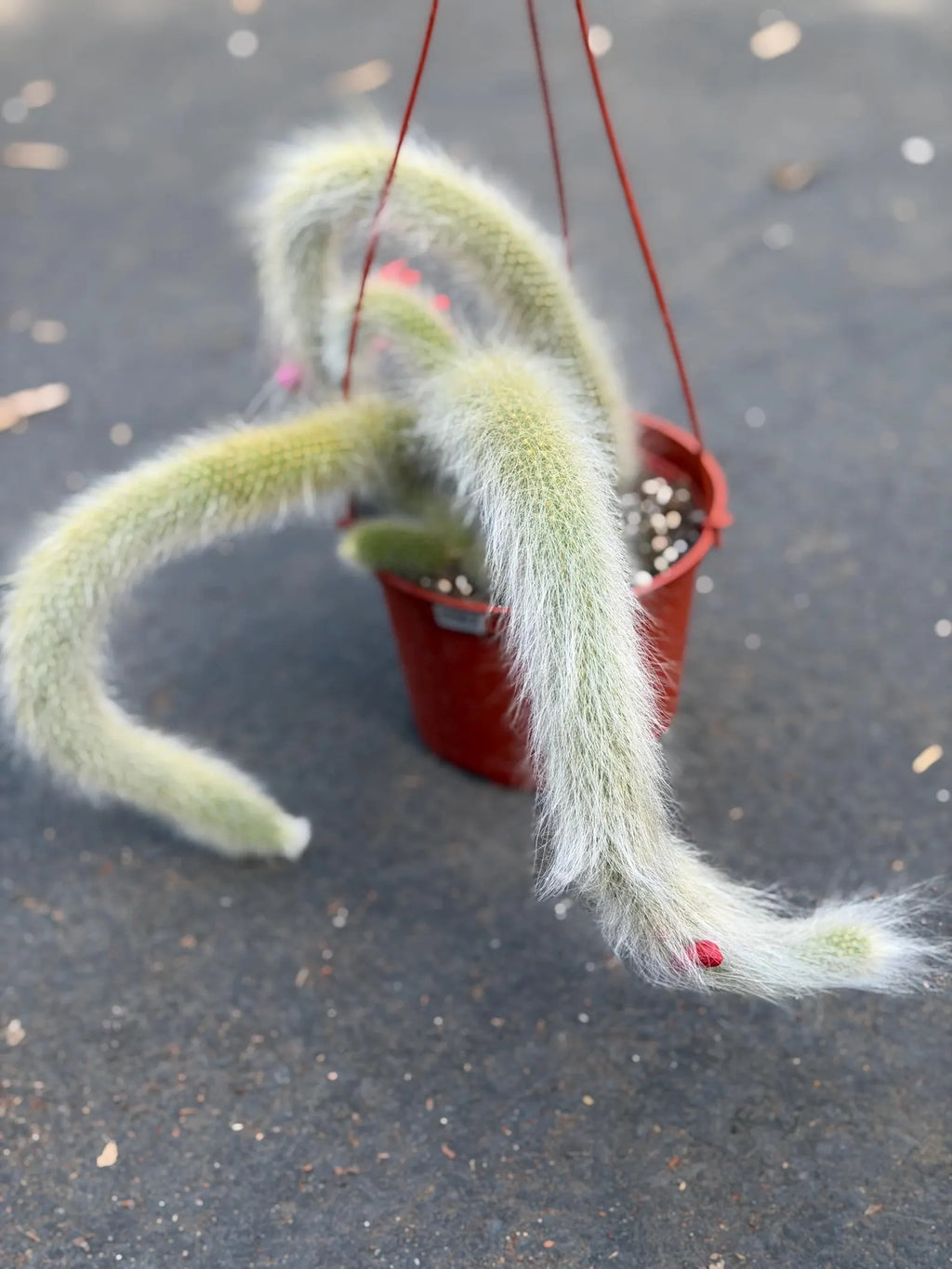 Hairy Monkey Tail Cactus – Rare Live Trailing Succulent #62