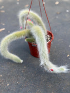 Hairy Monkey Tail Cactus – Rare Live Trailing Succulent #62