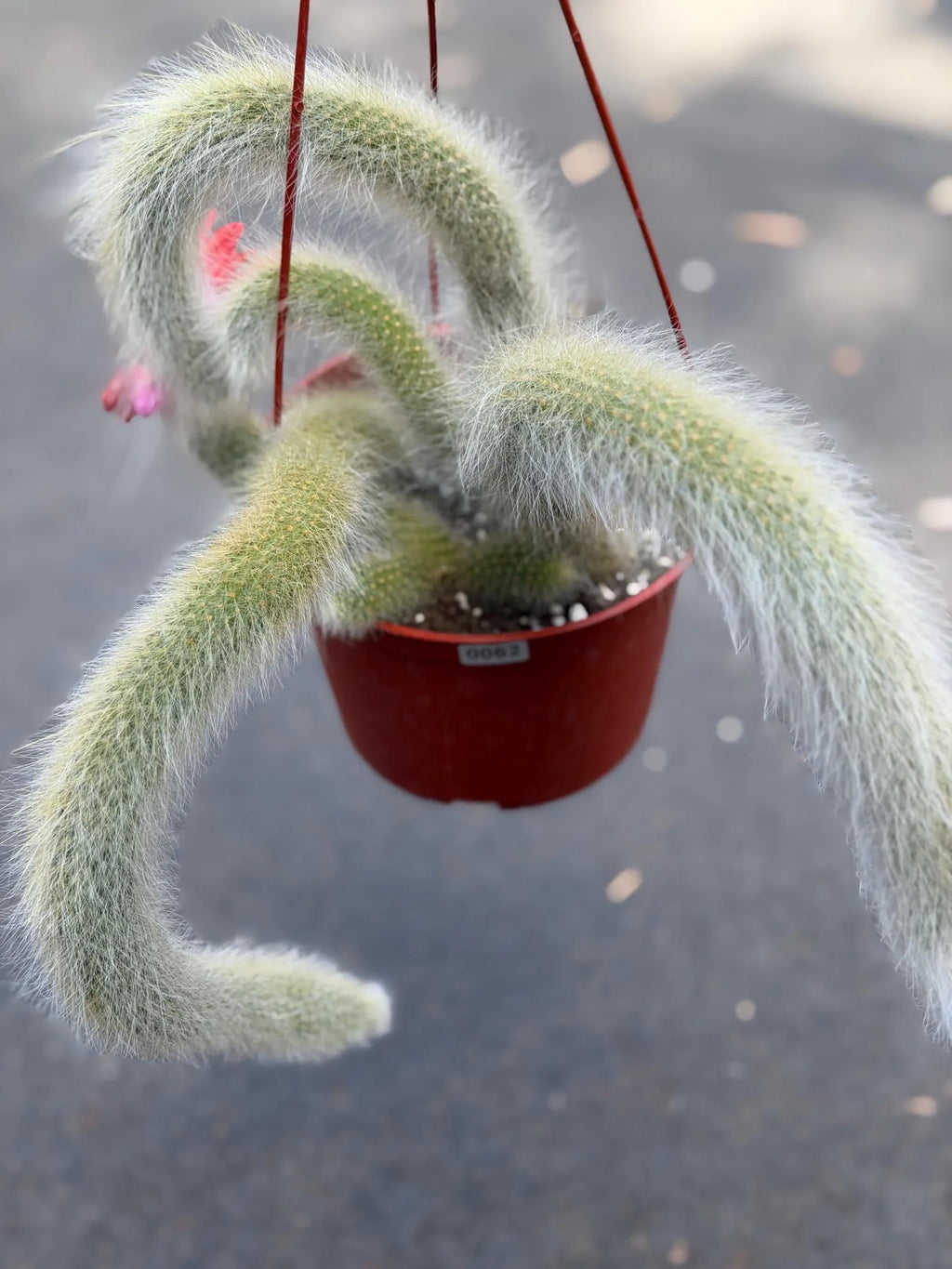 Hairy Monkey Tail Cactus – Rare Live Trailing Succulent #62