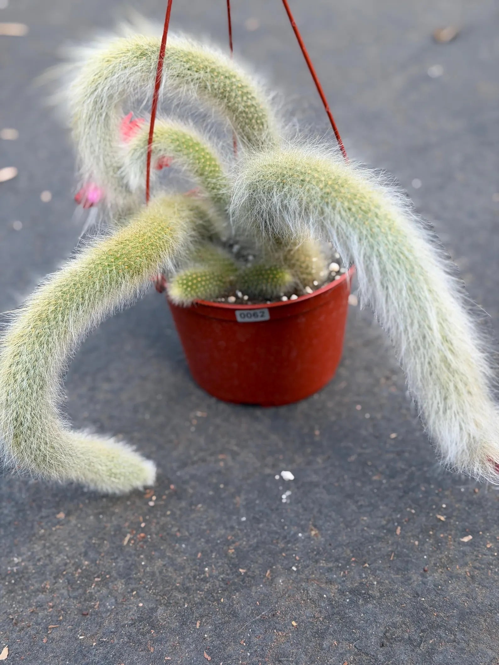 Hairy Monkey Tail Cactus – Rare Live Trailing Succulent #62