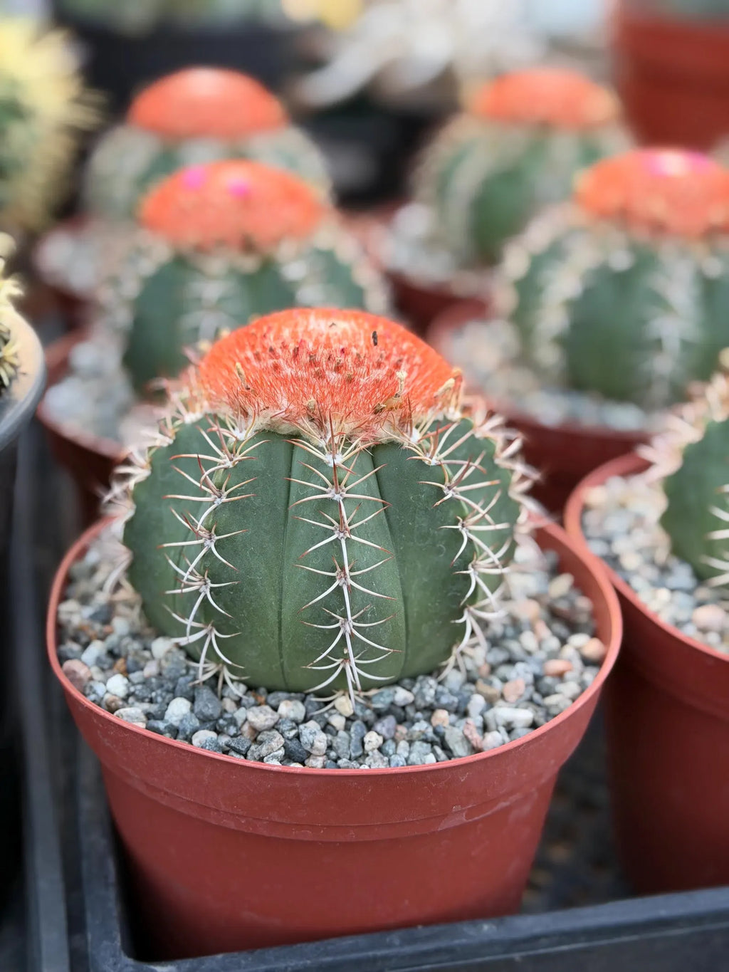 Melocactus Matanzanus | Rare Melon Cactus | Live Cactus Plant