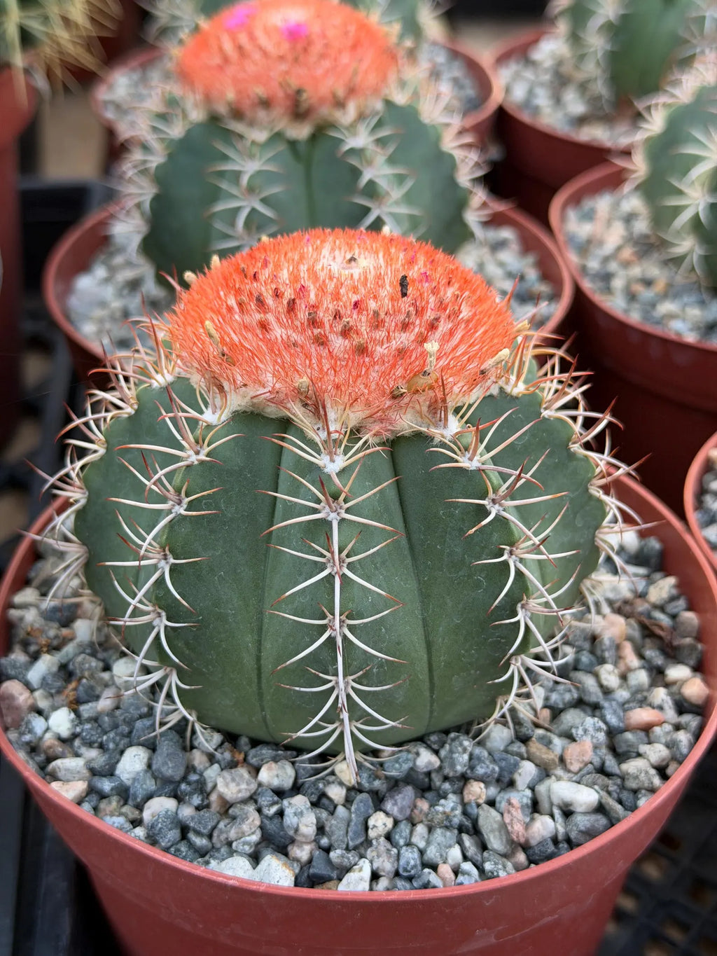 Melocactus Matanzanus | Rare Melon Cactus | Live Cactus Plant