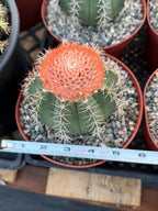Melocactus Matanzanus | Rare Melon Cactus | Live Cactus Plant