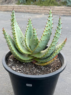 Aloe Marlothii Live Succulent | Rare Mountain Aloe | Large Easy Care Plant | Exact Plant #59