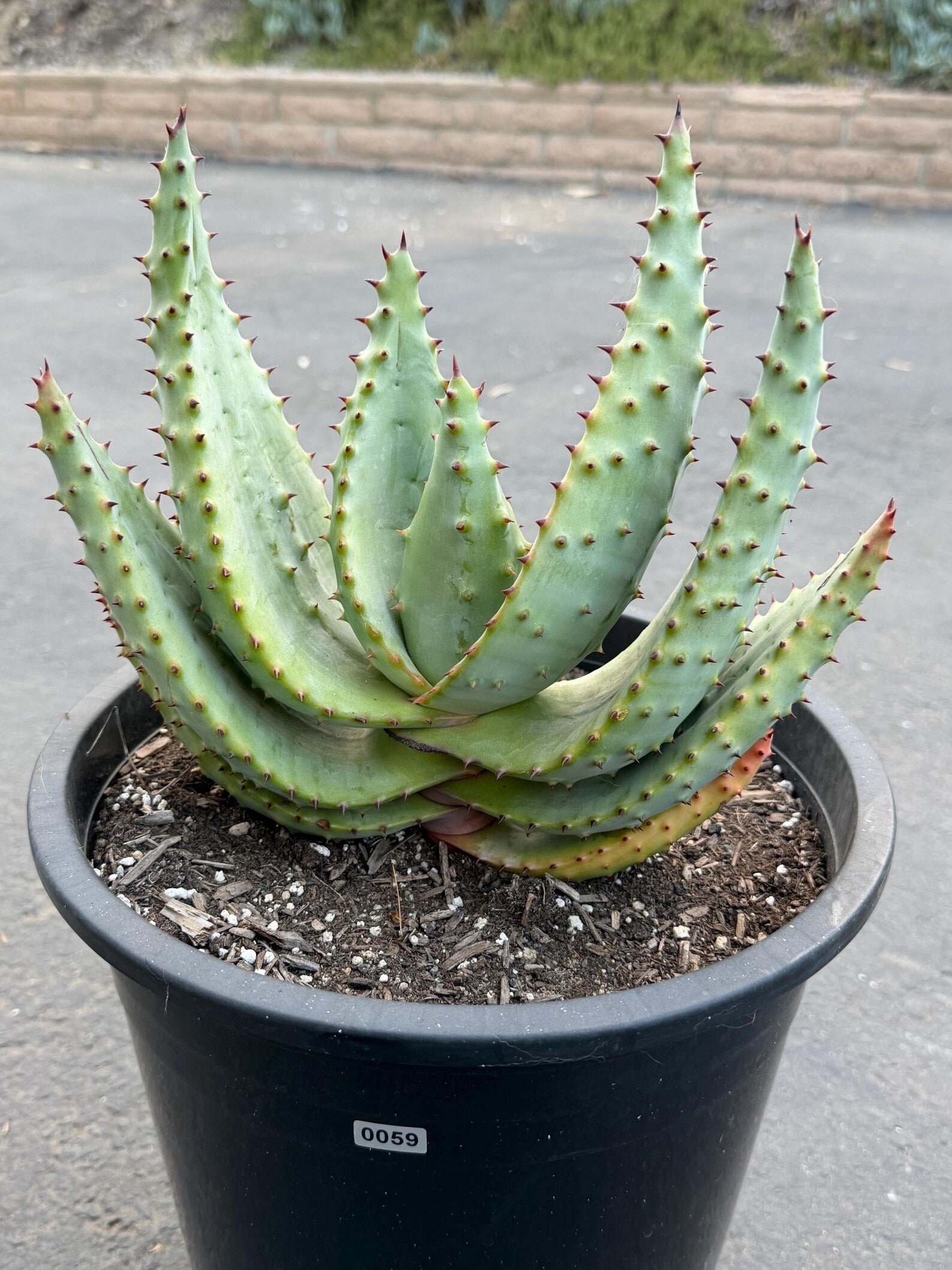 Aloe Marlothii Live Succulent | Rare Mountain Aloe | Large Easy Care Plant | Exact Plant #59