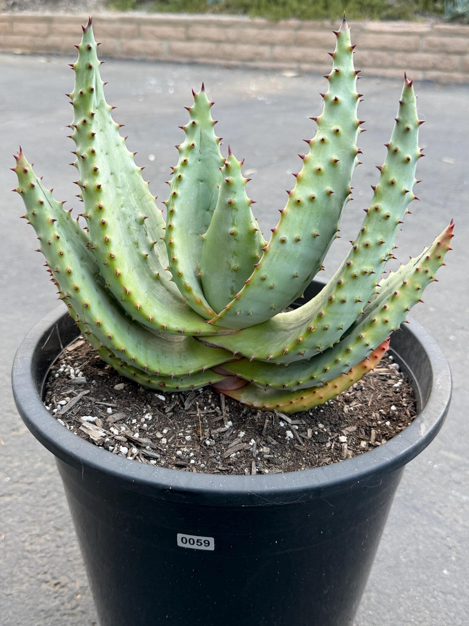 Aloe Marlothii Live Succulent | Rare Mountain Aloe | Large Easy Care Plant | Exact Plant #59