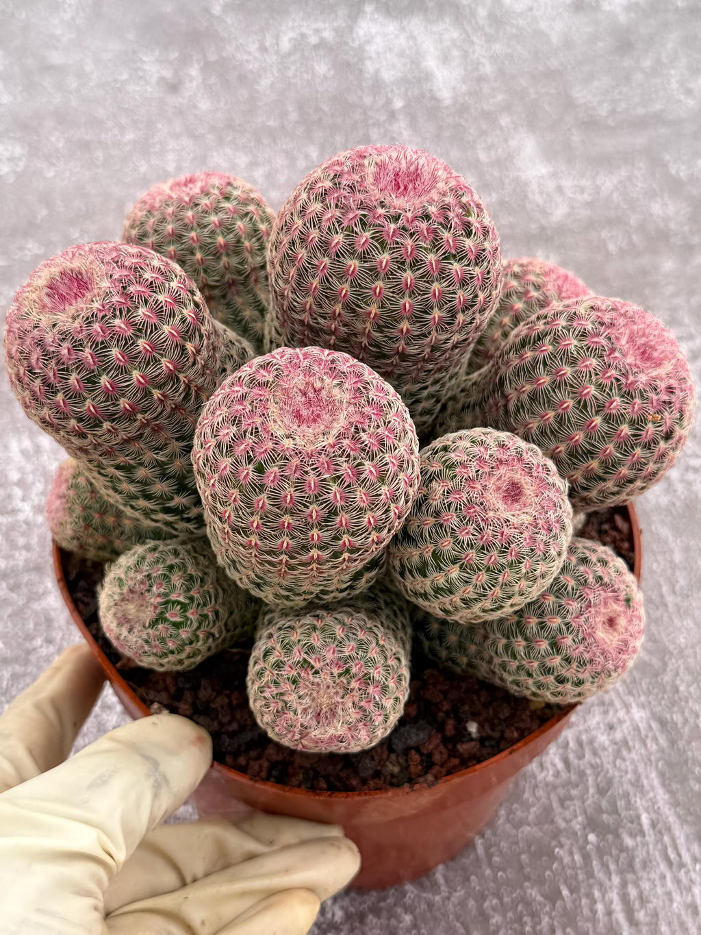 Large Rainbow Cluster Rare Live Cactus – 14 Heads Exact Plant #622