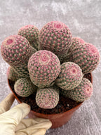 Large Rainbow Cluster Rare Live Cactus – 14 Heads Exact Plant #622