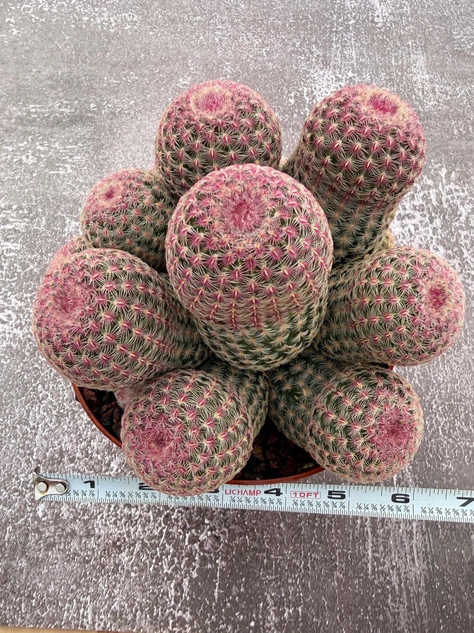 Large Rainbow Cluster Rare Live Cactus – 14 Heads Exact Plant #622