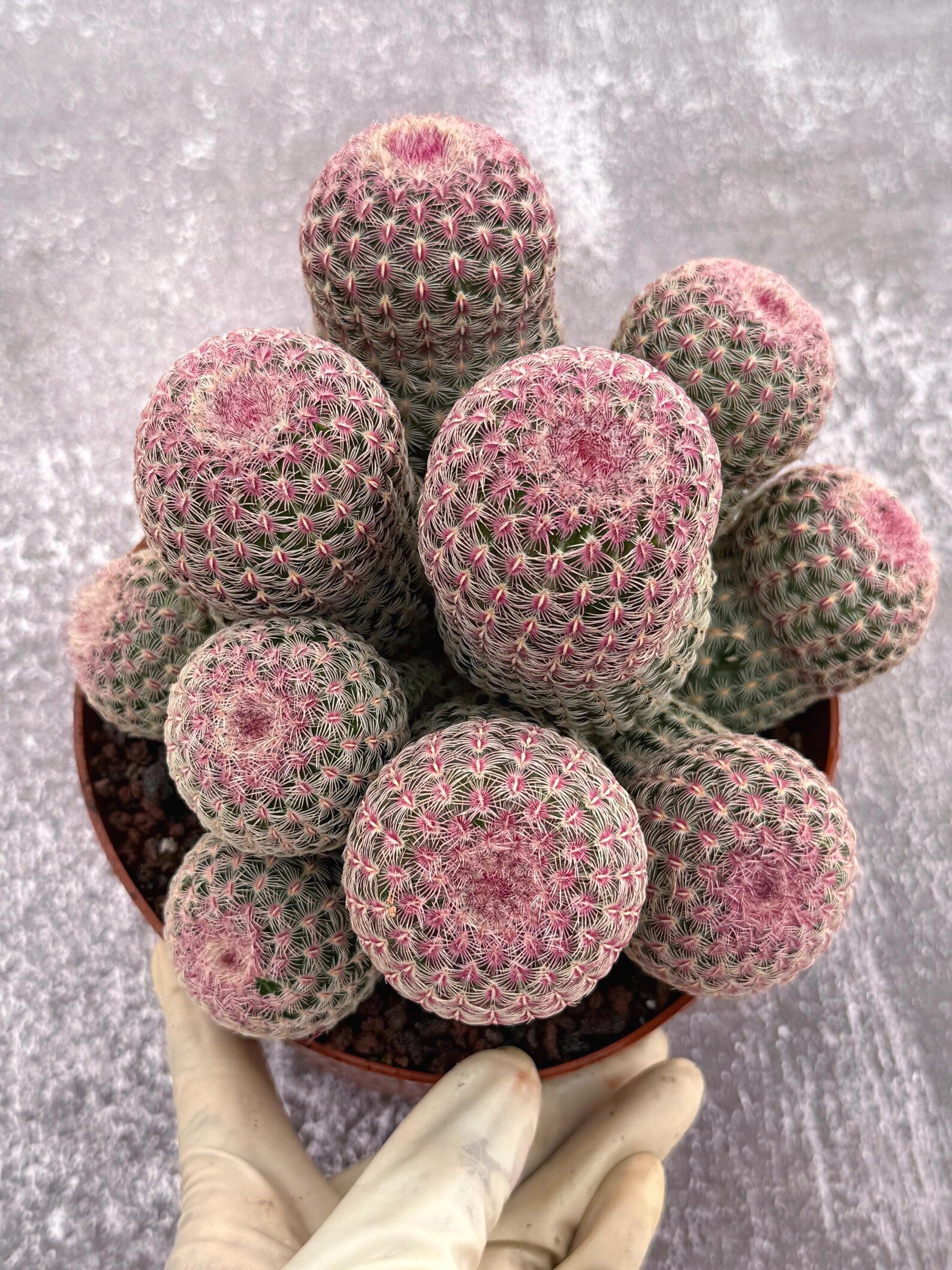 Large Rainbow Cluster Rare Live Cactus – 14 Heads Exact Plant #622
