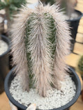 Woolly Rhino Columna Cactus Cutting | Rare Collector Cactus | Calloused & Ready to Root
