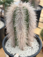 Woolly Rhino Columna Cactus Cutting | Rare Collector Cactus | Calloused & Ready to Root