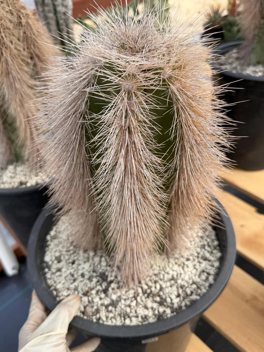 Woolly Rhino Columna Cactus Cutting | Rare Collector Cactus | Calloused & Ready to Root