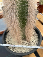 Woolly Rhino Columna Cactus Cutting | Rare Collector Cactus | Calloused & Ready to Root