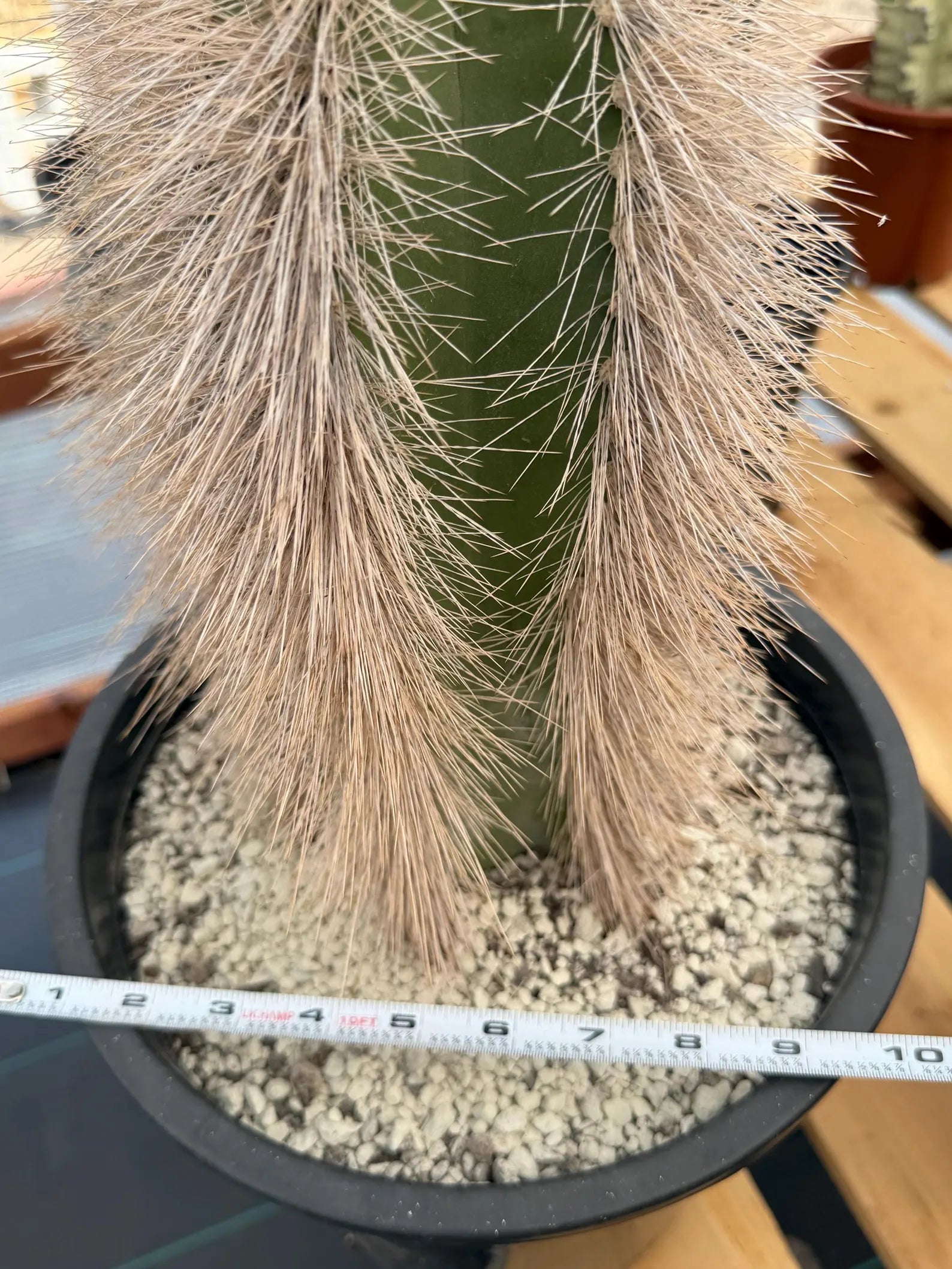 Woolly Rhino Columna Cactus Cutting | Rare Collector Cactus | Calloused & Ready to Root