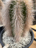 Woolly Rhino Columna Cactus Cutting | Rare Collector Cactus | Calloused & Ready to Root