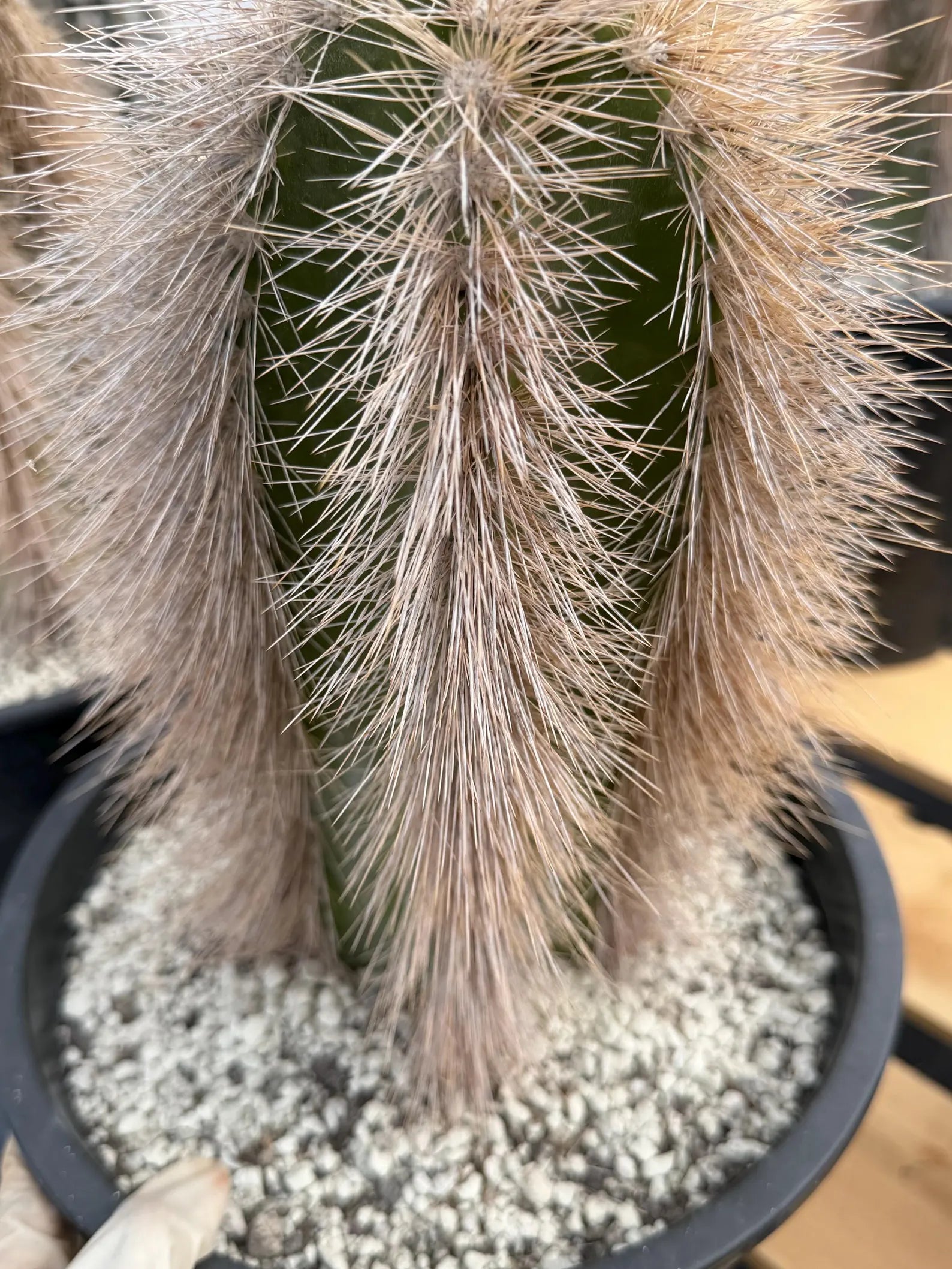 Woolly Rhino Columna Cactus Cutting | Rare Collector Cactus | Calloused & Ready to Root