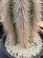 Woolly Rhino Columna Cactus Cutting | Rare Collector Cactus | Calloused & Ready to Root