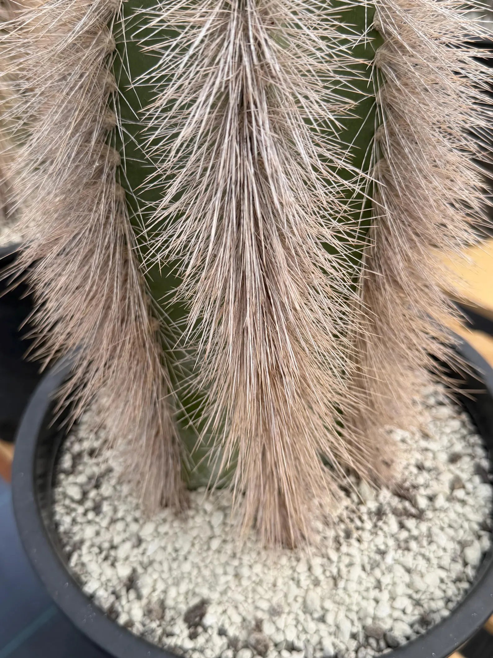 Woolly Rhino Columna Cactus Cutting | Rare Collector Cactus | Calloused & Ready to Root