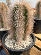 Woolly Rhino Columna Cactus Cutting | Rare Collector Cactus | Calloused & Ready to Root
