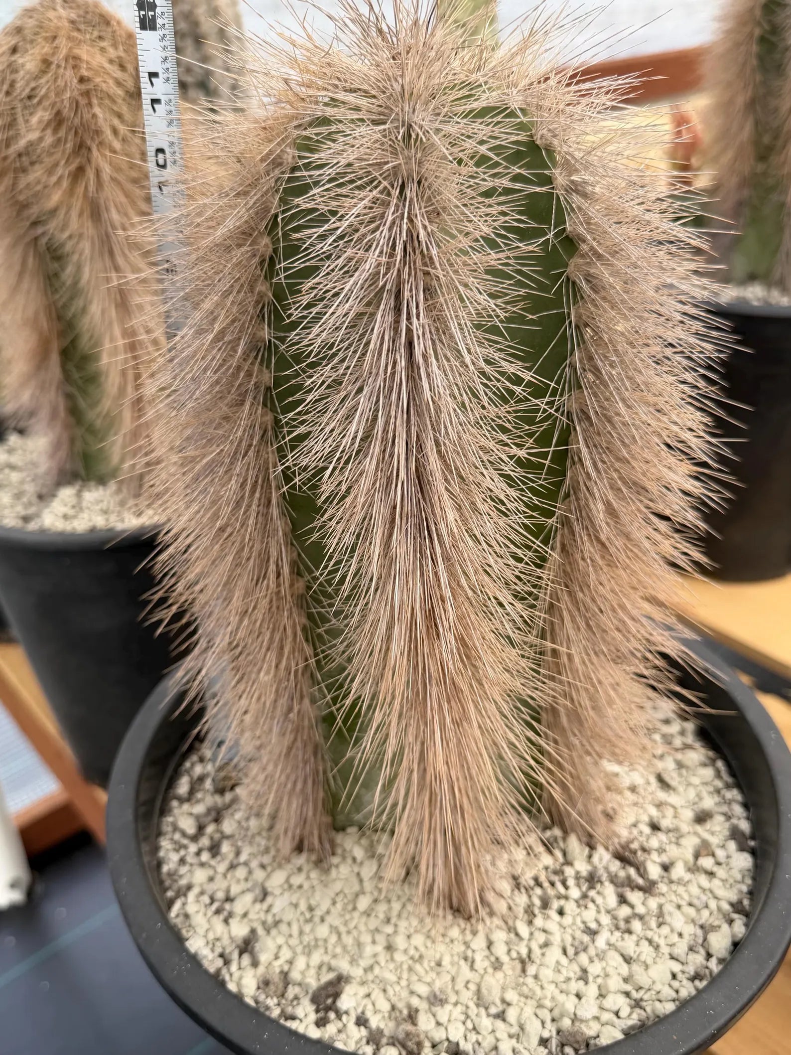Woolly Rhino Columna Cactus Cutting | Rare Collector Cactus | Calloused & Ready to Root