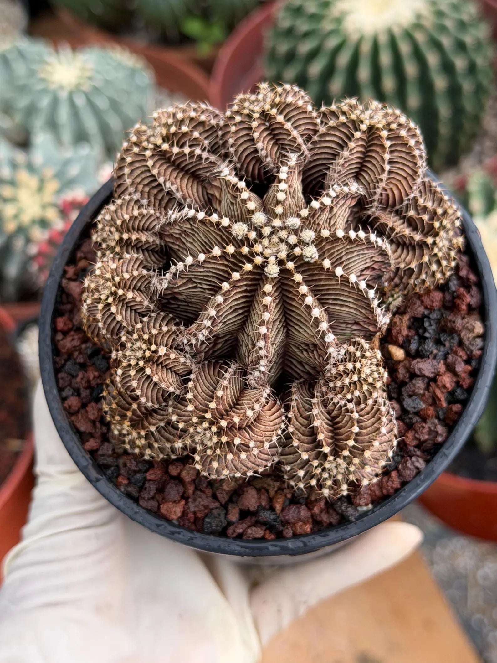 Gymnocalycium R9001 Cluster Live Cactus – Rare Collector Plant #88