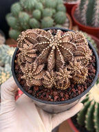 Gymnocalycium R9001 Cluster Live Cactus – Rare Collector Plant #88
